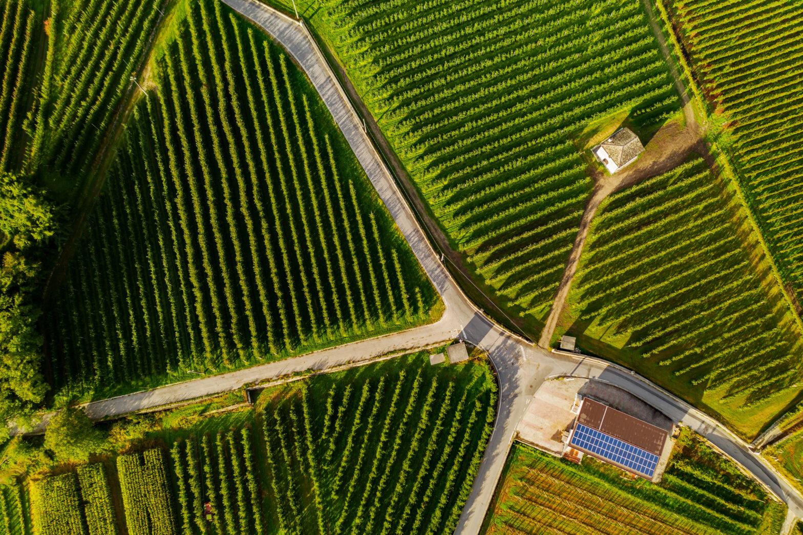 pratiche sostenibili produzione vino