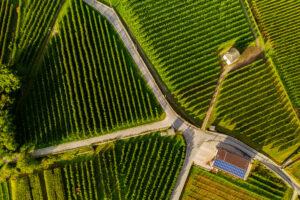 pratiche sostenibili produzione vino