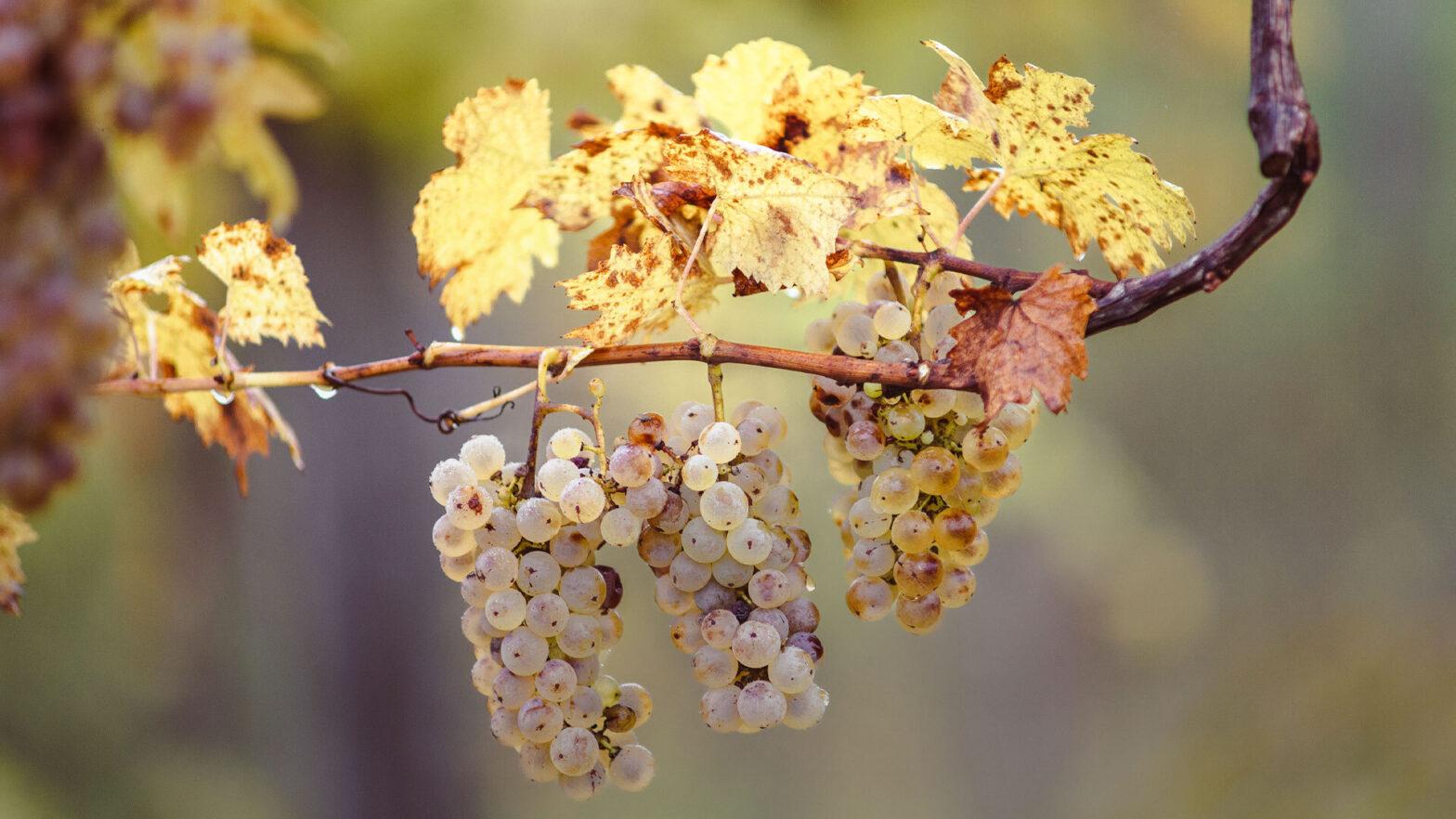 Vendemmia tardiva
